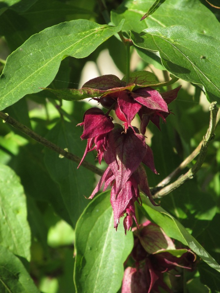 Himalayan honeysuckle / Leycesteria formosa: The large purple bracts are the most conspicuous part of the inflorescence.