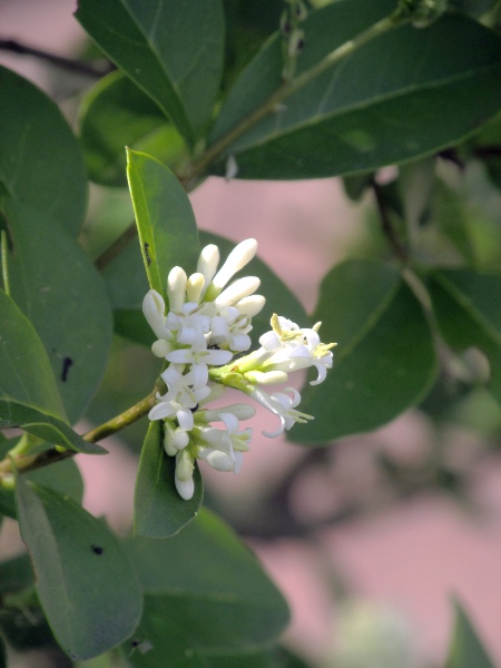 garden privet / Ligustrum ovalifolium