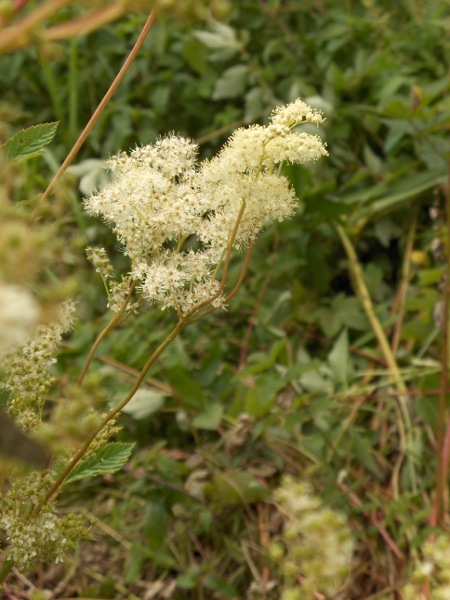 meadowsweet / Filipendula ulmaria