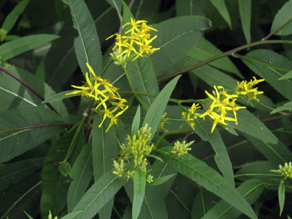 wood ragwort / Senecio ovatus: _Senecio ovatus_ is native to the central and southern Europe but has become naturalised in the Forest of Bowland and Ribblesdale; it has inflorescences with a few straggly ligules, and leaves on short stalks.