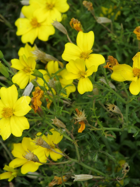 French marigold / Tagetes patula: _Tagetes patula_ is a frequent garden escape native to Mexico; it lacks the stem-swellings seen in _Tagetes erecta_.