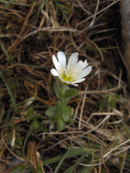 Arctic mouse-ear / Cerastium nigrescens: _Cerastium nigrescens_ has fewer long, shaggy hairs than _Cerastium alpinum_ and proportionally broader leaves than the lowland species _Cerastium arvense_.