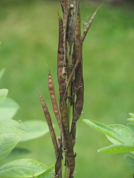 false lupin / Thermopsis montana: The fruits of _Thermopsis montana_ are narrow and hairy, and held erect.