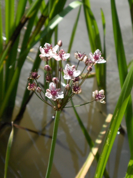 flowering rush / Butomus umbellatus