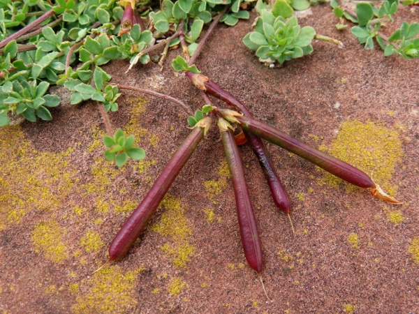 common bird’s-foot trefoil / Lotus corniculatus: The fruit of _Lotus corniculatus_ is an elongated pod.