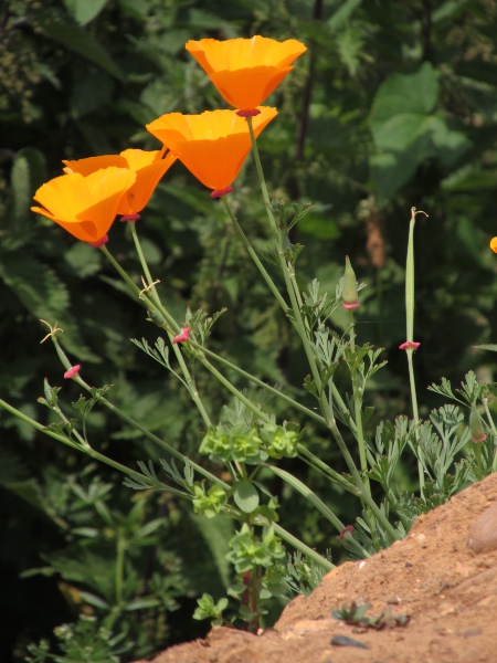 Californian poppy / Eschscholzia californica: _Eschscholzia californica_ is a normally annual herb, native to the western United States and north-western Mexico, that can be found fairly often in waste ground.