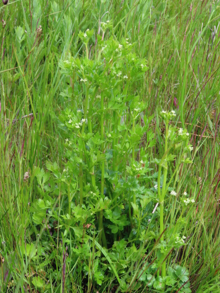 wild celery / Apium graveolens: _Apium graveolens_ grows in wet, slightly saline places around the coasts of England, Wales and Ireland.