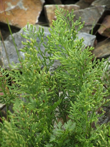 parsley fern / Cryptogramma crispa: _Cryptogramma crispa_ grows in mountainous areas, and its sporangia are protected by the inrolled margin of the leaf.