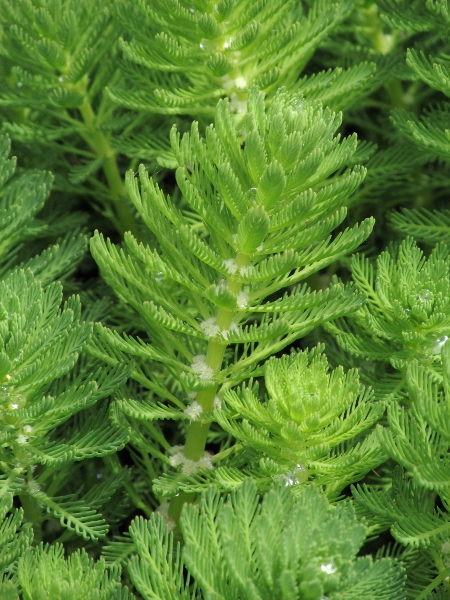 parrot’s feather / Myriophyllum aquaticum