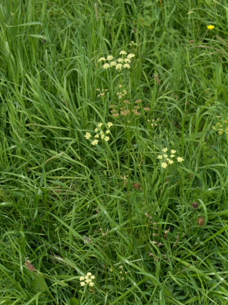 pepper saxifrage / Silaum silaus: _Silaum silaus_ typically grows in pH-neutral water-meadows on clay-rich soils; it is found across England and nearby parts of Wales, as well as along part of the course of the disused Waverley Route railway (VC80).