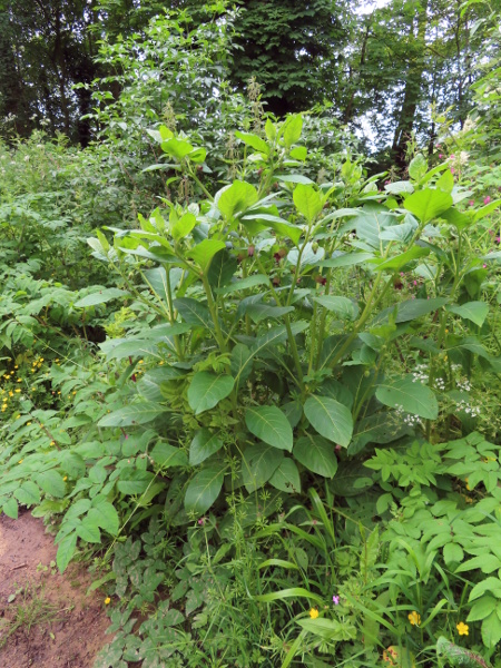 deadly nightshade / Atropa belladonna: _Atropa belladonna_ is a tall, poisonous herb of woodlands over limestone and chalk, native to England and eastern Wales.