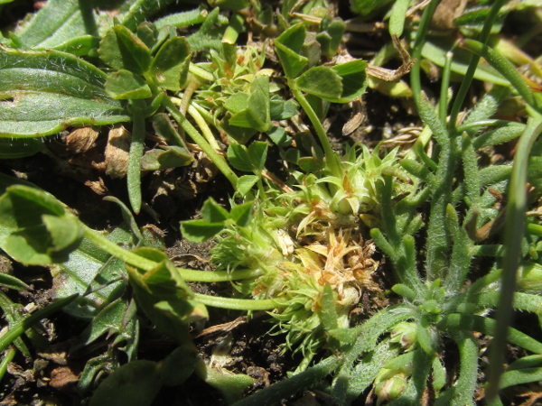 suffocated clover / Trifolium suffocatum: The flowers of _Trifolium suffocatum_ are clustered around the centre of the plant; their yellowish colour comes from the sepals, rather than the hardly-visible corollas.