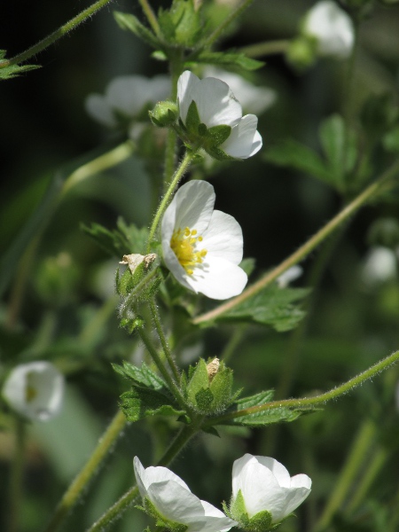 rock cinquefoil / Potentilla rupestris: The combination of white flowers and pinnate leaves in _Potentilla rupestris_ is unique among our _Potentilla_ species.