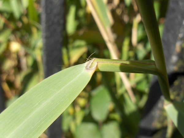 common reed / Phragmites australis: The ligule of _Phragmites australis_ is a ring of hairs, rather than a membrane.