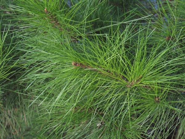 Monterey pine / Pinus radiata: The long, bright green leaves are in fascicles of 3, with a long sheath.