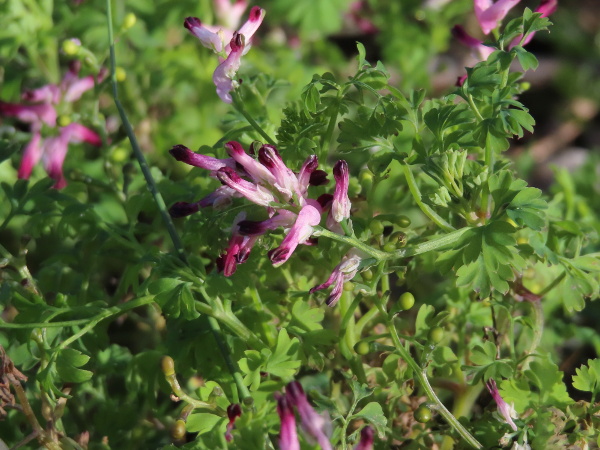 common ramping fumitory / Fumaria muralis: _Fumaria muralis_ is a widespread and common but variable species of fumitory, found in various – usually disturbed – environments.
