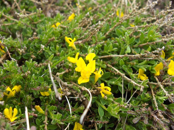 hairy greenweed / Genista pilosa: _Genista pilosa_ is a mat-forming perennial of rock ledges in West Cornwall, northern Pembrokeshire, one hillside in the Brecon Beacons (VC42) and around Cadair Idris (VC48).