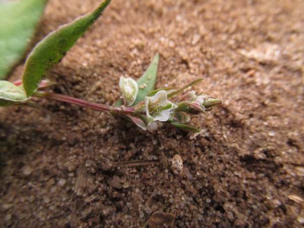 black bindweed / Fallopia convolvulus: The inflorescence of _Fallopia convolvulus_ is a simple raceme.