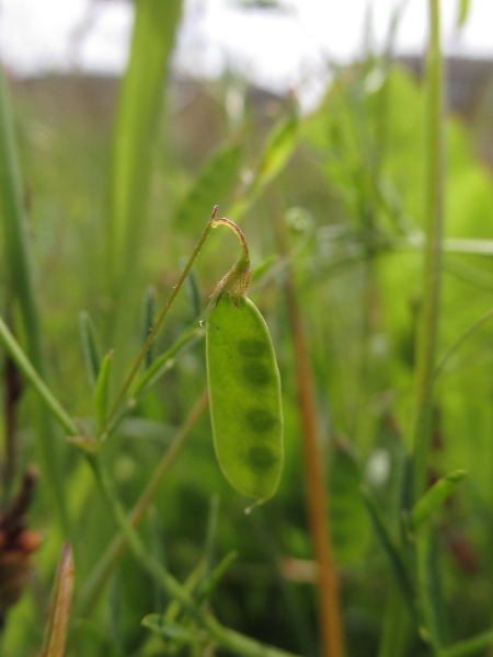 smooth tare / Ervum tetraspermum