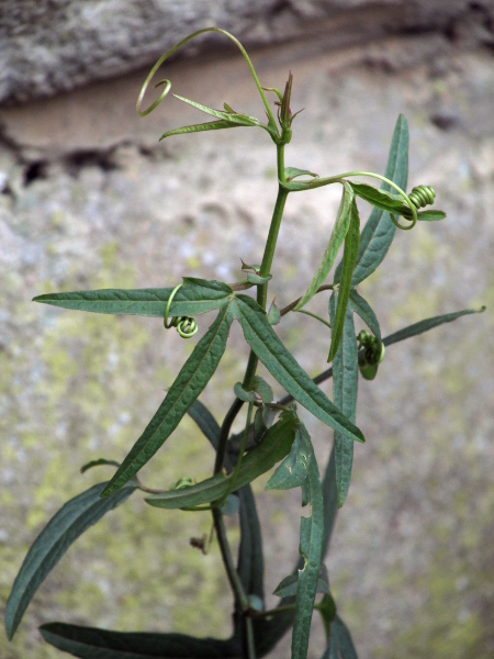 passionflower / Passiflora caerulea