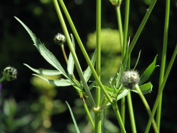 giant scabious / Cephalaria gigantea: The leaves of _Cephalaria gigantea_ are pinnately lobed almost to the midrib.