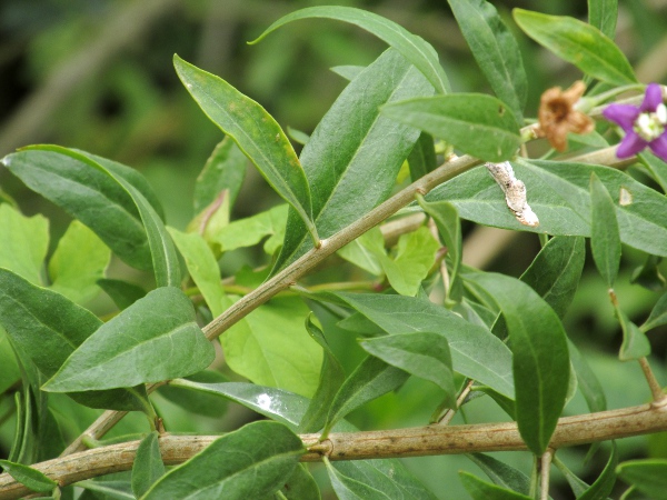 Duke of Argyll’s teaplant / Lycium barbarum: The leaves of _Lycium barbarum_ are shortly petiolate and spirally arranged; they are narrower than the ovate leaves of _Lycium chinense_.