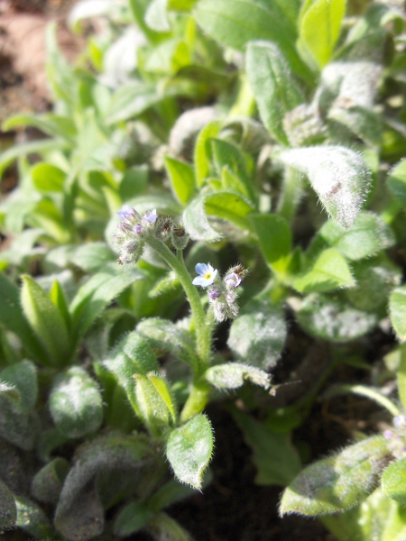 early forget-me-not / Myosotis ramosissima