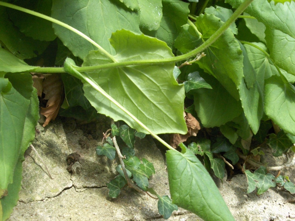 leopard’s-bane / Doronicum pardalianches: The petioles of the lower leaves are adorned with long hairs.