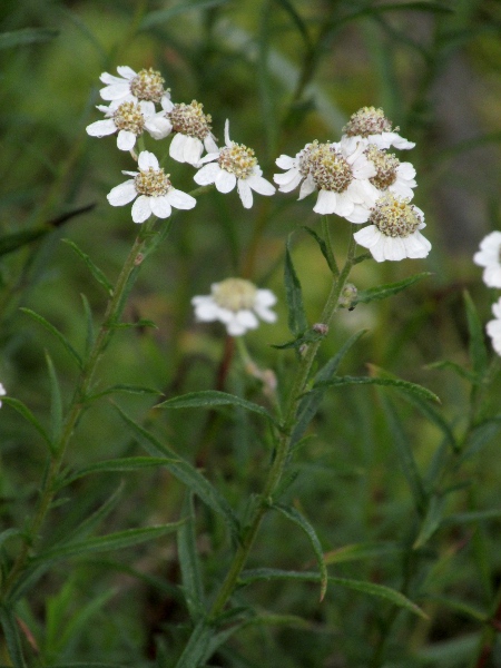 sneezewort / Achillea ptarmica: _Achillea ptarmica_ is unusual among _Achillea_ species in having undivided leaves.