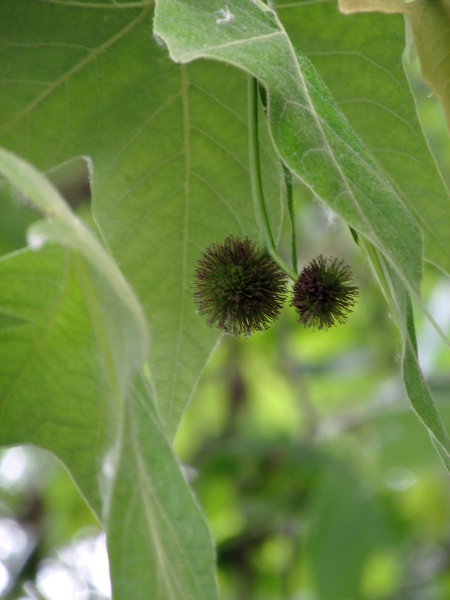 London plane / Platanus × hispanica: _Platanus_ × _hispanica_ has spiny fruits borne in groups of 2–4.