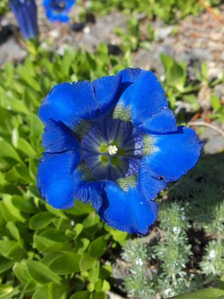 Koch’s gentian / Gentiana acaulis: _Gentiana acaulis_ differs from _Gentiana clusii_ by the presence of olive-green speckling on the inside of the corolla.