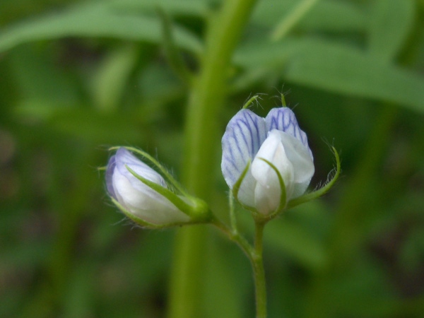 lentil / Vicia lens: _Vicia lens_ has small flowers with long calyx-teeth.