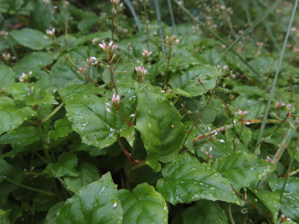 Alpine enchanter’s-nightshade / Circaea alpina: _Circaea alpina_ is a plant of shady situations at mid-altitudes in mountainous areas, chiefly the Lake District and the Isle of Arran (VC100); its crowded flowers and glabrous petioles separate it from _Circaea lutetiana_ and their hybrid.