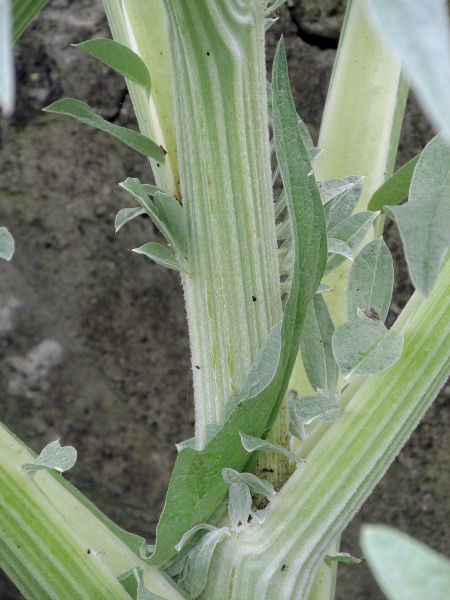 globe artichoke / Cynara cardunculus: Detail of stem and leaf-bases