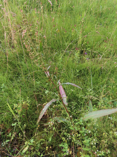 shore dock / Rumex rupestris: _Rumex rupestris_ grows in damp, sandy or rocky coastal sites in south-western England and a few sites in Wales; its leaves are long and narrow, and slightly undulating along the margins.