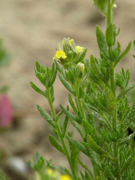 sand toadflax / Linaria arenaria: _Linaria arenaria_ is a rare toadflax introduced to 2 dune systems in south-western England.