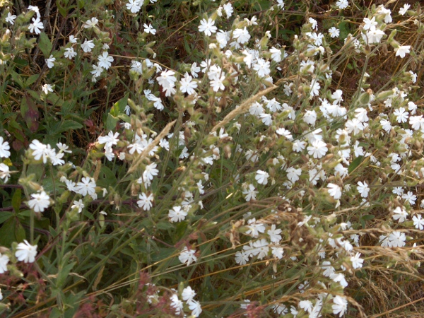 white campion / Silene latifolia: _Silene latifolia_ is found on roadsides and similar habitats throughout the British Isles.