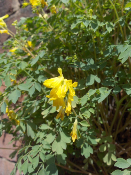 yellow corydalis / Pseudofumaria lutea: _Pseudofumaria lutea_ is widely naturalised on mortared walls in Great Britain.