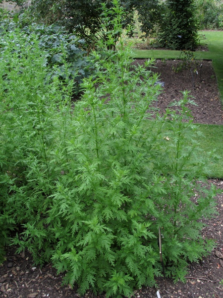 annual mugwort / Artemisia annua: _Artemisia annua_ is a very rare escape into the wild in Great Britain; like _Artemisia biennis_, it is short-lived, but has smaller leaves among the inflorescences.