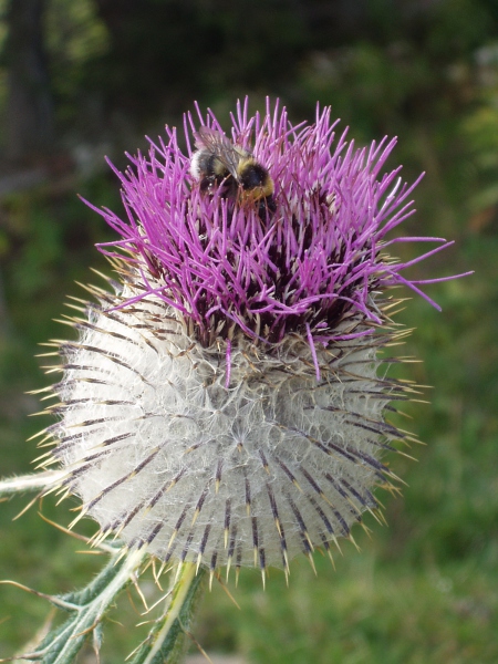 woolly thistle / Cirsium eriophorum