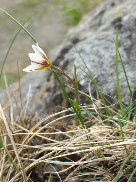 Snowdon lily / Gagea serotina: In the British Isles, _Gagea serotina_ is only found on cliffs on a few of the highest mountains in Snowdonia.