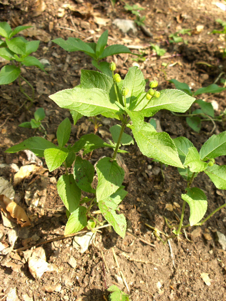 dog’s mercury / Mercurialis perennis: Unlike in _Mercurialis annua_, the female flowers (and therefore also the fruits) of _Mercurialis perennis_ are stalked.