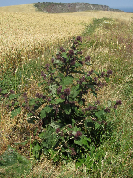 downy lesser burdock / Arctium minus subsp. pubens: _Arctium minus_ subsp. _pubens_ differs from _Arctium lappa_ in having hollow leaf-stalks; its terminal capitula are longer-stalked than those of _Arctium minus_ subsp. _minus_ or _Arctium nemorosum_.