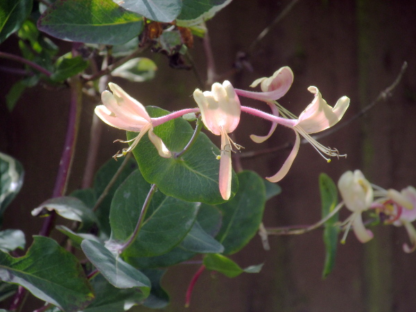 garden honeysuckle / Lonicera × italica: _Lonicera_ × _italica_ differs from _Lonicera periclymenum_ in that the pair of leaves below the inflorescence are fused around the stem; it is very similar to _Lonicera caprifolium_ but has small bracteoles at the base of each flower.