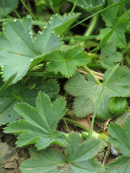 slender lady’s-mantle / Alchemilla filicaulis: The leaves of _Alchemilla filicaulis_ are sparsely hairy above with around 7 rounded lobes each.