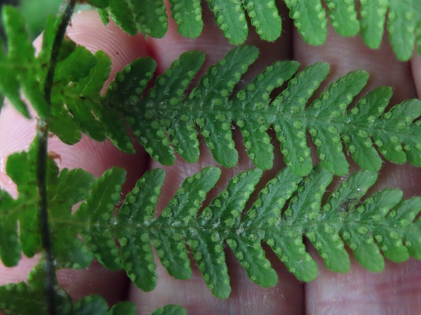 beech fern / Phegopteris connectilis: The sori of _Phegopteris connectilis_ are arranged along the pinnule edges on the underside of the frond.