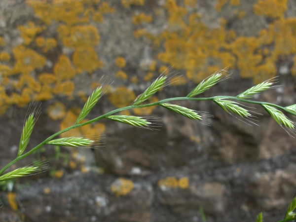 Italian rye-grass / Lolium multiflorum: Inflorescence