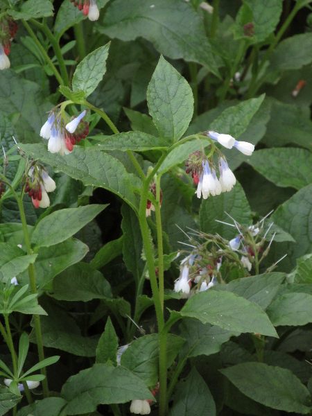 Hidcote comfrey / Symphytum × hidcotense: _Symphytum_ × _hidcotense_ has bluish flowers (in the widespread cultivar ’Hidcote Blue’; pinkish in ’Hidcote Pink’), and spreads by stolons; it is a hybrid of _Symphytum grandiflorum_ and probably _Symphytum_ × _uplandicum_.