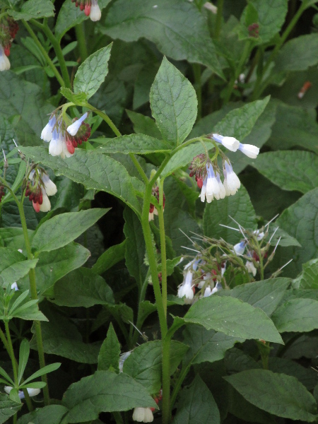 Hidcote comfrey / Symphytum × hidcotense