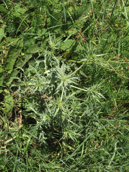 field eryngo / Eryngium campestre